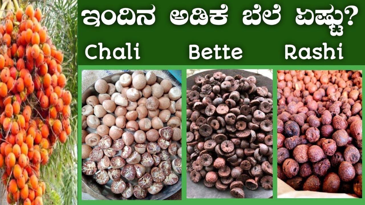 ಅಡಿಕೆ ಬೆಲೆ